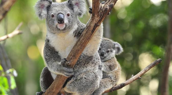 KOALA’DAN MARKA